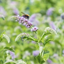 Hertsmunt - Mentha longifolia 'Buddleja'